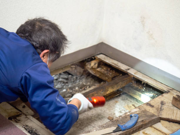 Best Home Mold Removal  in Grand Prairie, TX