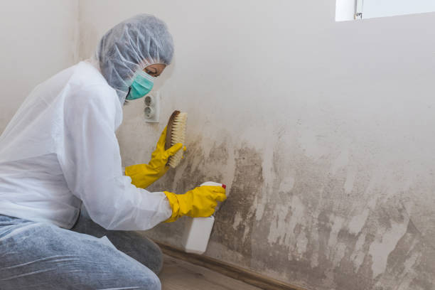 Best Toxic Mold Removal  in Grand Prairie, TX