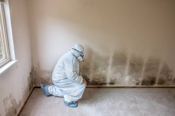 Best Mold Damage Repair  in Grand Prairie, TX