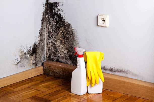 Best Mold Damage Repair  in Grand Prairie, TX